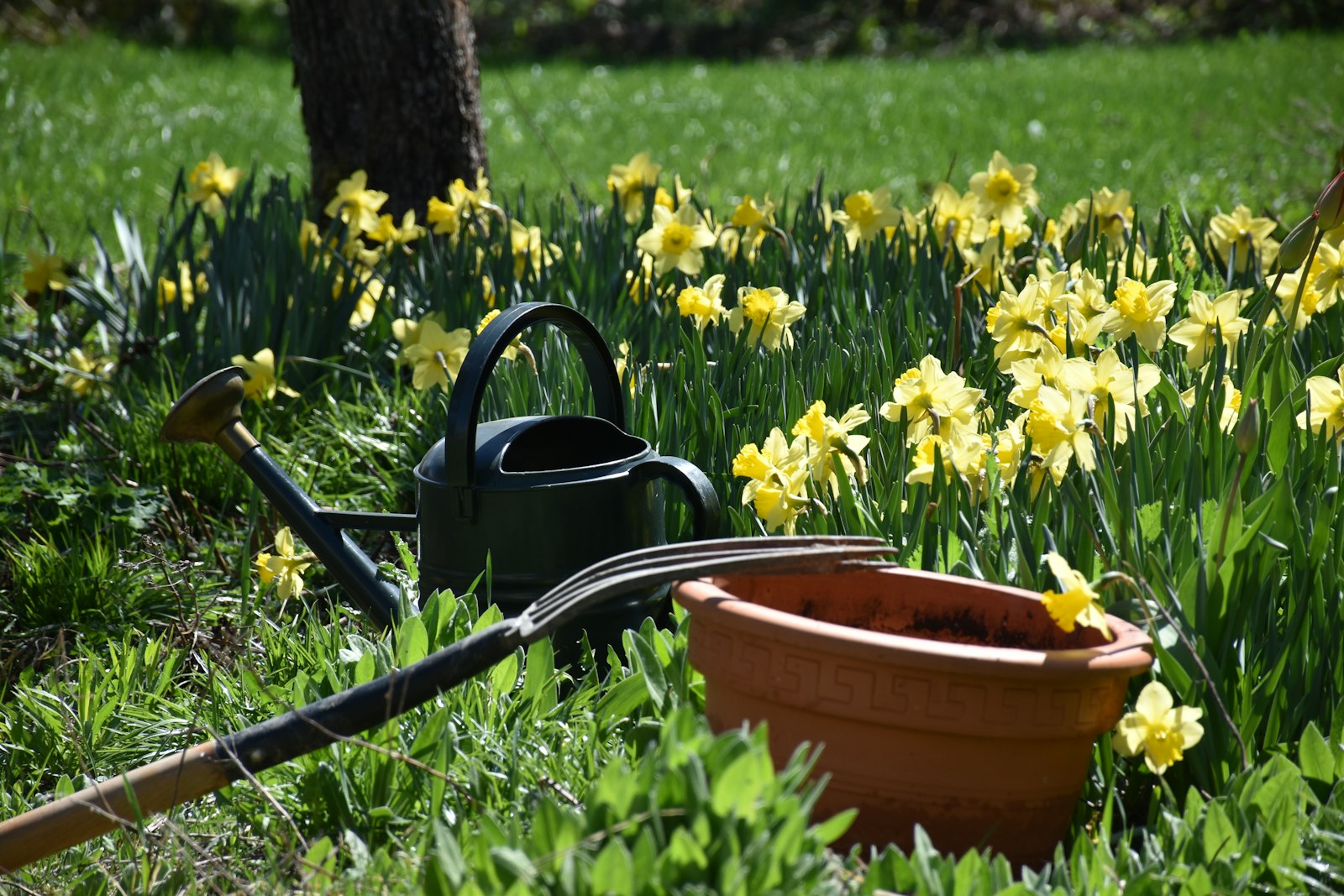 Dès demain, ne faites plus cette erreur avec le marc de café au jardin